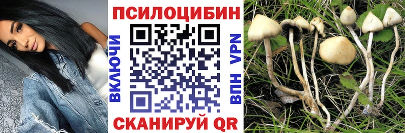 Псилоцибиновые грибы Psilocybine cubensis omg tor Пласт
